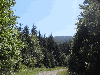 Roumanie, Epicéa (Picea abies) - Bois blancs