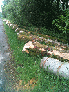 saw logs, Beech (Europe)