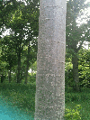 RECHERCHE BOIS SUR PIED BRETAGNE.PAYS DE LOIRE