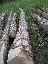 saw logs, Oak (European)