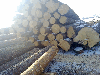 spruce logs