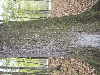 Planks (boards), Oak (European)