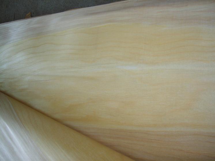 Poplar