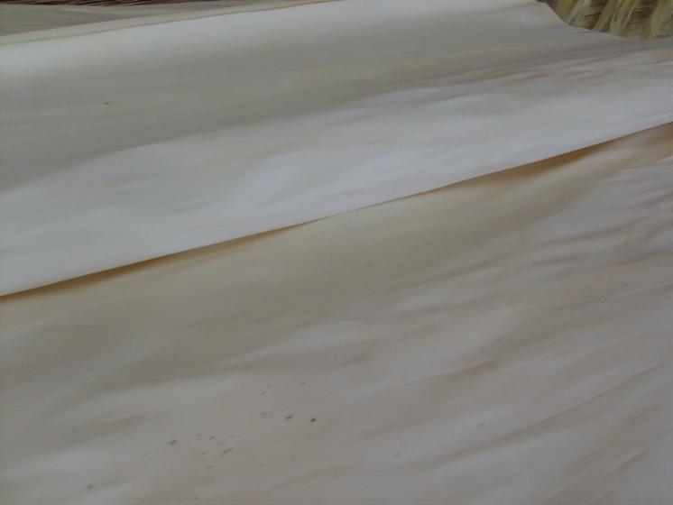 Poplar