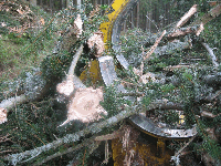 Skidding - Forwarding, Processor, SILVATRADE