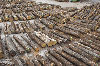 saw logs, Oak (European), PEFC/FFC
