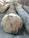 veneer logs, Oak (European)