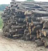 Beech Unedged Timber - Boules - Beech, Poplar, Oak unedged lumber mm * mm air dry m3 / spot - 1 time