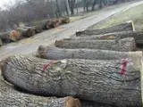 Encontre as melhores matérias-primas de madeira na Fordaq - Twood doo - Noz troncos serrados 35+ cm 25.0-50 m3 / mês de Sérvia