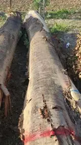 Pronađite najbolje drvne zalihe na Fordaq - Twood doo - Trešnja za rezanje 30+ cm 22-100 m3 / mjesec pošiljalac Srbija