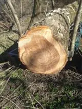 Pronađite najbolje drvne zalihe na Fordaq - Twood doo - Brijest za rezanje 30+ cm 21-100 m3 / mjesec pošiljalac Srbija
