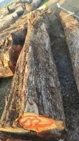 Pronađite najbolje drvne zalihe na Fordaq - Twood doo - Za Rezanje Kruška