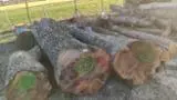Encontre as melhores matérias-primas de madeira na Fordaq - Twood doo - Troncos Serrados Noz