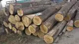 Hardwood  Logs Oak - Saw Logs Oak