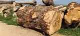 Pronađite najbolje drvne zalihe na Fordaq - Twood doo - Topola za rezanje 100+ cm 25-50 m3 / mjesec