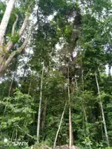 Acceda A Bosques En Venta - Contacta A Los Propietarios. - ;50000 - 100000 ha azobé bosques en venta en Centre, Est et Sud, Camerún