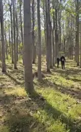 Acceda A Bosques En Venta - Contacta A Los Propietarios. - 3000 acres teak bosques en Costa y Oriente, Ecuador
