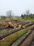 Hardwood  Logs Oak - Oak saw logs 30+ cm 100-200 m3/month