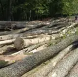 Oak Firewood - Beech, Hornbeam, Oak firewood 10-30 mm -- m3 / month from Romania