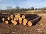 Southern-Yellow-Pine-grumes-de-sciage-20--30--cm-100-400-container-40-pieds--