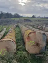 Find best timber supplies on Fordaq - Red Oak saw logs 30 + cm 200-200 m3 / spot - 1 time