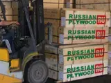 Find best timber supplies on Fordaq - Rusya Ahsap / Russian Lumber - Birch Natural Plywood for Furniture, 3-40 mm
