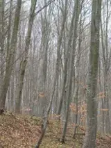 Paduri si Terenuri Forestiere De Vanzare - Cumpara Direct De La Proprietari - 300 ha fag terenuri forestiere de vânzare in Bacău, Romania