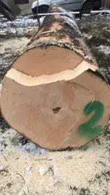 Find best timber supplies on Fordaq - CCV SPEDITION SRL - Sycamore Maple veneer logs 48+ cm 20-40 m3 / spot - 1 time from Romania