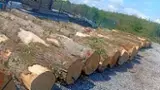 Hardwood  Logs Oak - Oak veneer logs 50;40 - 49 cm 50-300 m3 / spot from Croatia