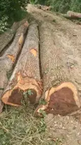 Encontre as melhores matérias-primas de madeira na Fordaq - Twood doo - Elmo troncos serrados 25+ cm 20-50 m3 / mês de Sérvia