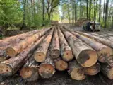 Find best timber supplies on Fordaq - Pomeranian Timber S.A. - Pine - Scots Pine saw logs 35+ cm 30-700 m3 / spot from Poland